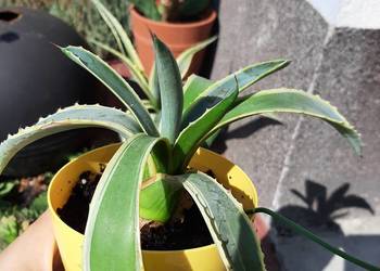 AGAWA Agave americana variegata