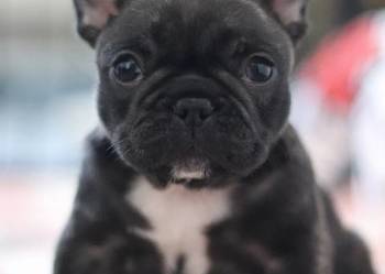 Buldog francuski ZKwP