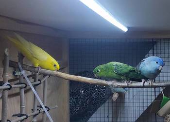 Papużki stokówki katarzynki razem z woliera