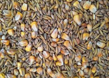 Mieszanka zbozowa paszowa  dla kur