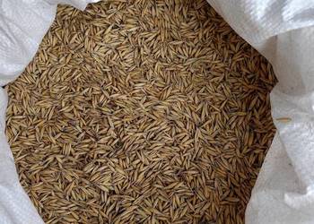 Owies Bingo raz siany