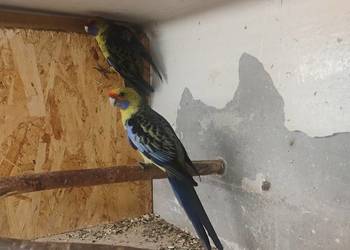 Rozelle kaledońskie para sprzedam lub zamianę