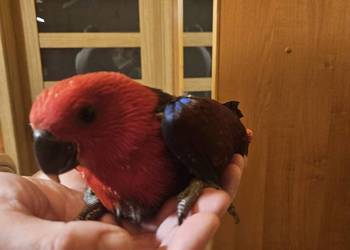 Lora Wielka Samiczka