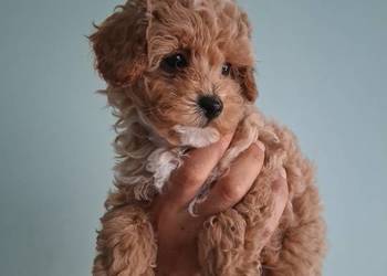 Suczka Maltipoo