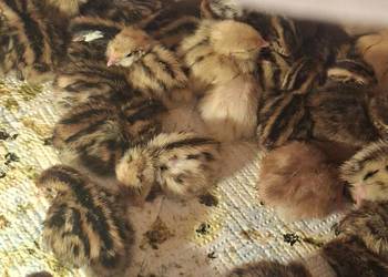 Sprzedam przepiórki