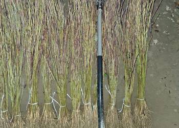 Sadzonki katalpy morwy białą czarna