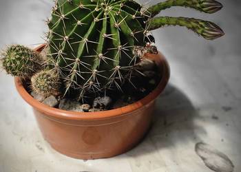Kaktus Echinopsis Królowa nocy