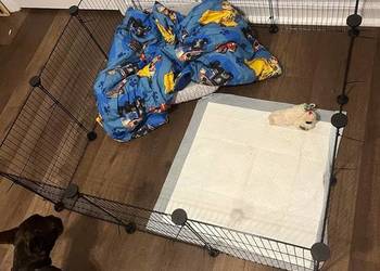 Kojec dla królika wybieg klatka dla świnki morskiej metalowy