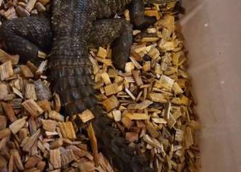 Legwan kolnierzasty Oplurus Cuvieri larytas