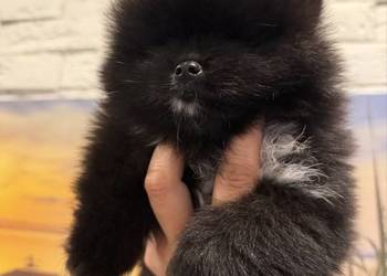 Szpic miniaturowy pomeranian boy