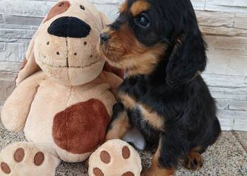 Śliczne Szczenięta Cocker Spaniel Angielski