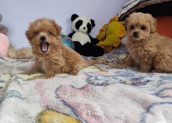 Maltipoo Pudel Toy szczeniaki Mini Już do odbioru!!