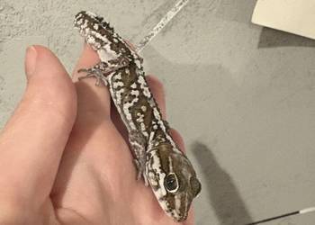 Sprzedam gekona madagaskarskiego