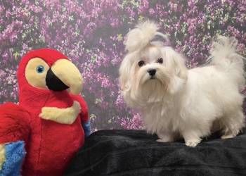 Pies Maltańczyk z rodowodem FCI