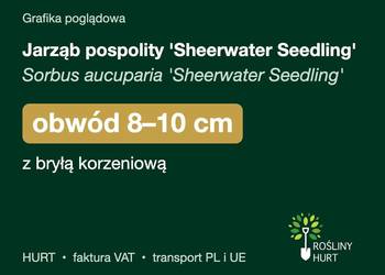 Jarząb pospolity 'Sheerwater Seedling' obwód 8-10 cm, z bryłą – HURT