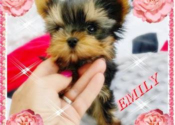 York,Yorkshire Terrier! Elitarne MICRO Cudeńka dla VIP!Kraków