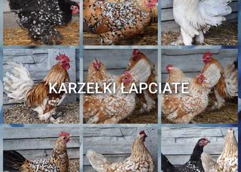 Jaja lęgowe karzełki łapciate