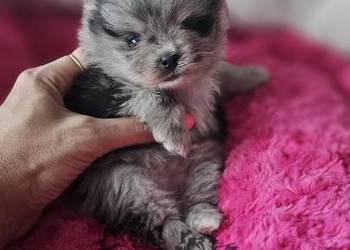 Szpic Miniaturowy/Pomeranian sunia Blue Merle PASZPORT
