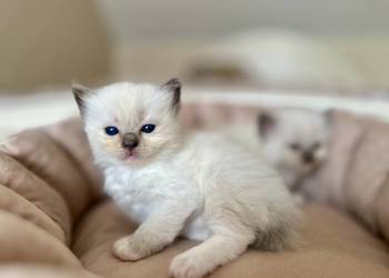 Kociątko rasy ragdoll