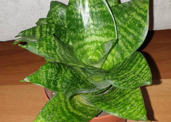 Sansewieria, sansa niska, kwiat rosnący