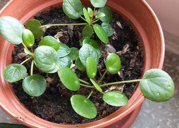 Pieniążki do hodowli albo rozmnożenia