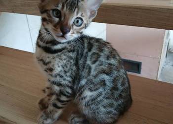 Kotek bengalski