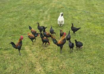 Bojowce nowoangielskie miniaturowe