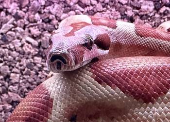 Boa Imperator Jungle