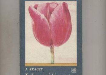 Tulipany i hiacynty