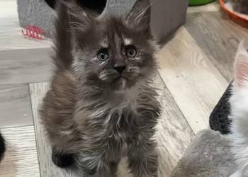 Maine Coon kotka opcja do hodowli po Championach