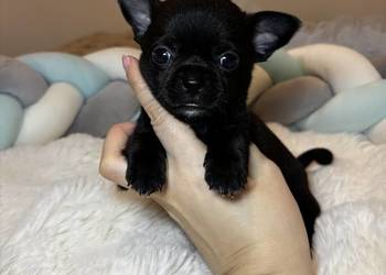 Piesek czarny krótkowłosy chihuahua badania DNA rodowód