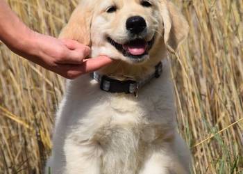 Szczenię Golden Retriever ZKWP FCI