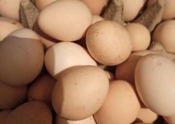 Jajka wiejskie z wolnego wybiegu, ekologiczne