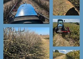 Podcinanie porzeczek pod kombajn przycinanie