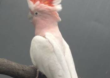 Kakadu Inka samiec lęgowy