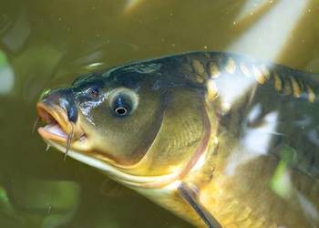 Karp handlowy i kroczek