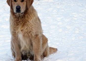 Golden retriever 8 miesięczne