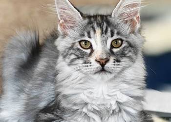 Maine Coon kotka rodowód FPL