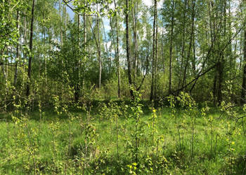 Puszcza Białowieska