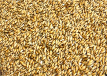 Pszenżyto ozime Pszenżyto ozime