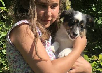 Ayla sheltie - suczka tricolor. Owczarek szetlandzki do sportów psich.