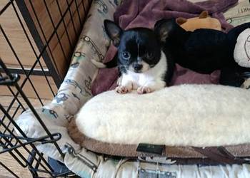 Suczka rasy Chihuahua