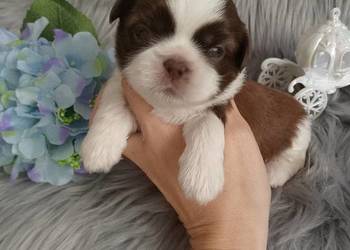 Śliczny biało czekoladowy piesek rasy Shih-Tzu