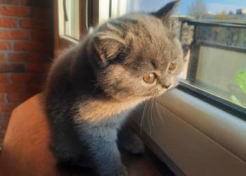 Kot /kotka brytyjska niebieska krotkowlosa