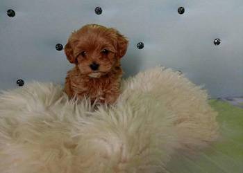 Maltipoo F1b