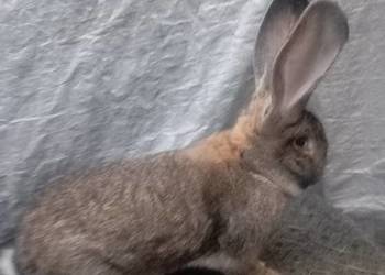 Sprzedam samca olbrzymia belgijskiego szarego z rodowodem