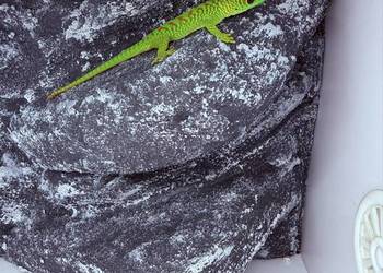 Felsuma madagaskarska felsumy madagaskarskie Tczew