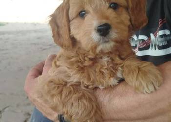 Goldendoodle F1B (hybryda)
