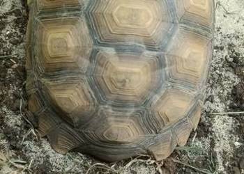 Żółw Pustynny Samica