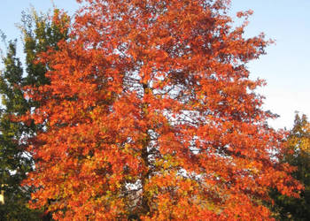 DĄB BŁOTNY Quercus palustris NASIONA 80 sztuk - 100g.